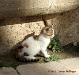 Roman Ruins in Jerassa and the Kitty