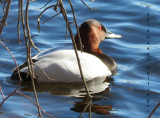 Male Canvasback Duck at Fresh Pond