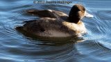 Female Canvasback