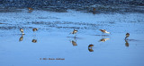 Line of Avocets, 3 Sandpipers
