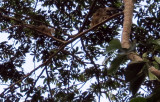 Capuchins (monkeys) in the tree tops