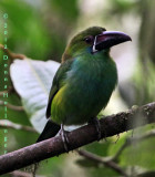 Crimson-Rumped Toucanet