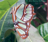 Malachite Butterfly at Mariposario