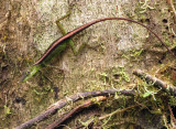 Anoli Lizard disappearing into the tree the bark