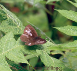 Small Brown (and white?) Butterfly