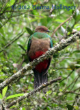 Female Golden-Headed Quetzal