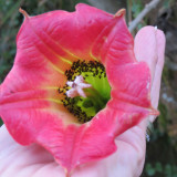 Brugmansia Flower with Bugs