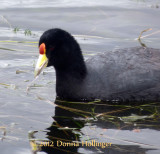 Andean Coot