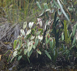 Pleurothallis Orchid