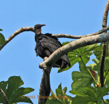 Young Turkey Vulture
