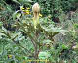 Giant Jack in the Pulpit