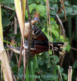 Befuddled Hoatzin