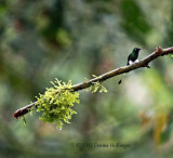 Lovely Booted Racquet-tail Hummer