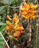 Orange Flowers Mucuna bennettii