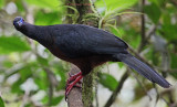 Sickle-Winged Guan