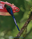Violet -Tailed Sylph