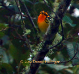 Blackburnian Warbler