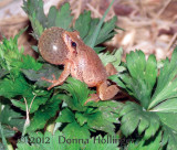 Spring Peeper in Mating Mode