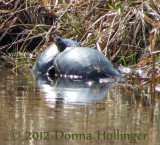 Turtles on Eccopond