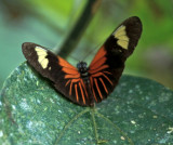 Heliconius erato from Amazon Basin