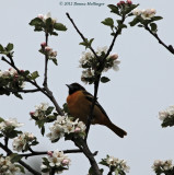 Baltimore Oriole on the Apple Tree