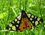 Ornate Tiger moth