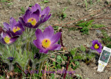 Pasque Flowers in my garden