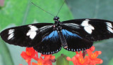 Heliconius