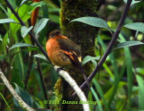 Cinnamon Flycatcher