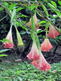 Massive Brugmansia Blooms