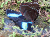 Blue Morpho open with another butterfly 