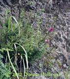  Ecuador Highland Flora