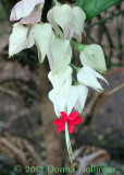 Clerodendron thomsoniae