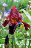 Maroon Iris