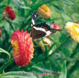 Strawflower and Limentis Arthemis