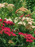 900.achillea.7602.jpg