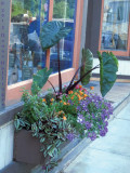 Window box on Bethel's Main Street