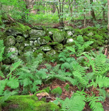 Stone Wall withn Moss and Fern