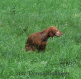 Lizs Vizsla 