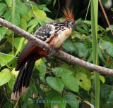 Hoatzin on the River Bank