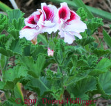 Red Geranium in the Driveway Garden