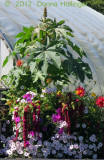 A Very large Ricin Plant, with Amaranth and Dahlias