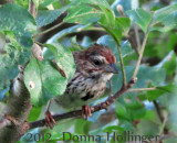 Baby Song Sparrow