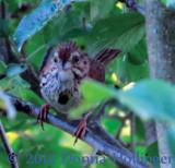 Chip, chip goes the Song Sparrow