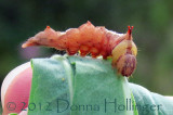 Orange Caterpillar sticking his tush out!