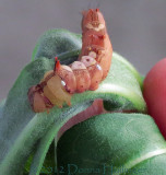 Fascinating Caterpillar