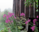 Fog and Cleome