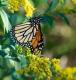 Monarch on Goldenrod