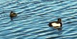 Male and female Ring Necked Ducks