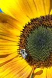 Sunflower with Bee